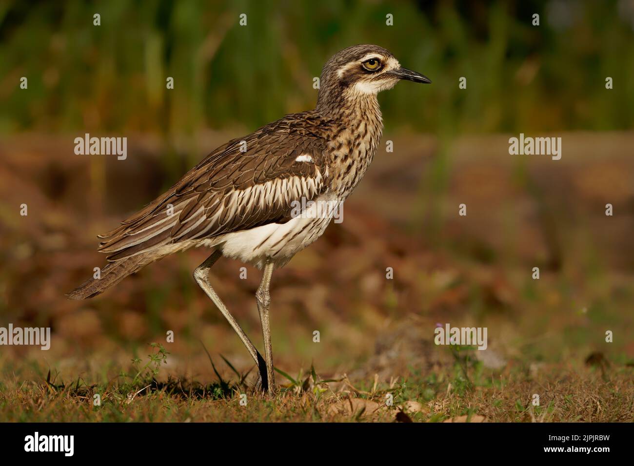 Cespuglio di pietra-curlew (Burhinus grallarius) un incospicuo interessante grande uccello wader bruno che vive nel cespuglio australiano. Australia, Brisbane, Queensland Foto Stock
