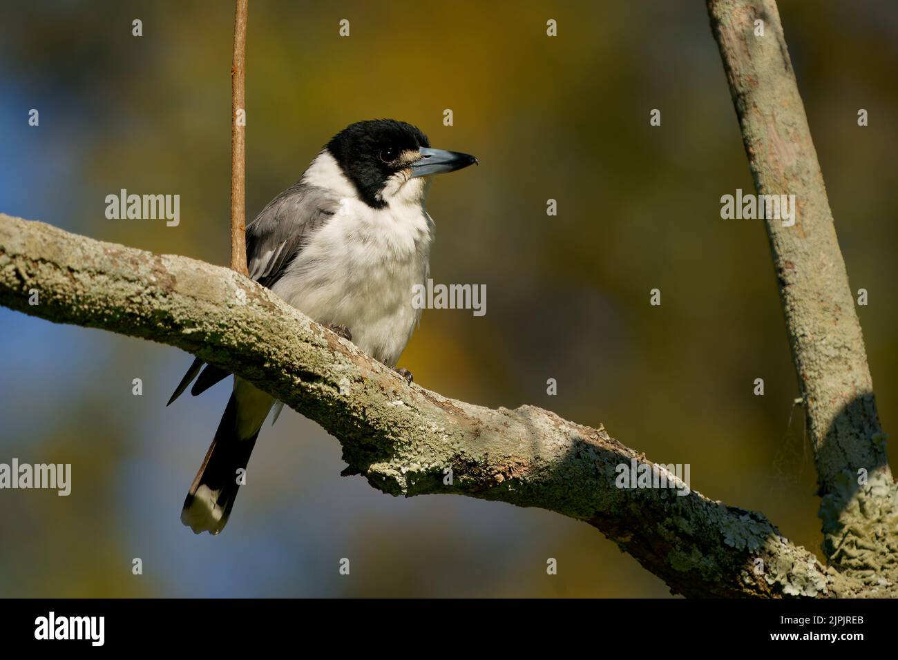 Grey Butcherbird (Cratticus torquatus) un uccello che mangia insetti comune dell'Australia. Il whote nero e l'uccello bruno arroccato su un ramo nella foresta. Foto Stock