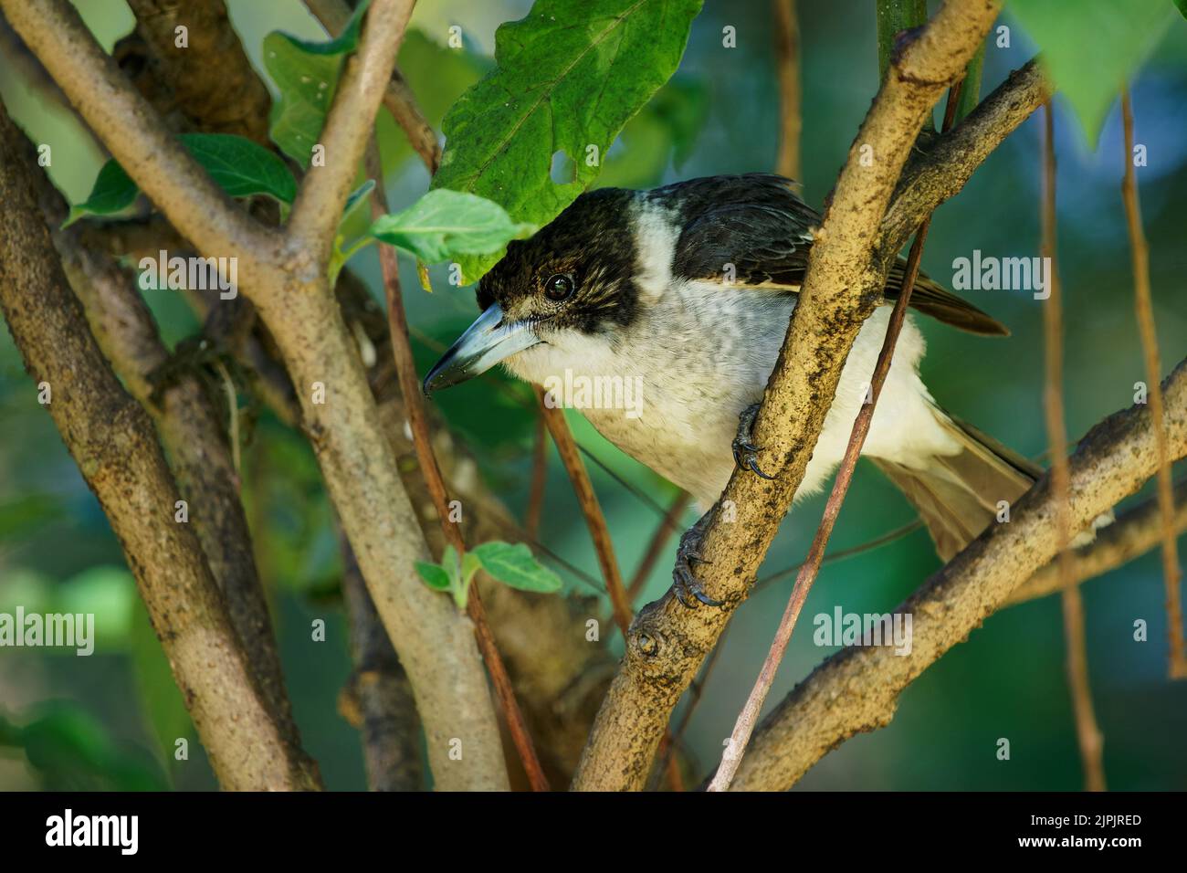 Grey Butcherbird (Cratticus torquatus) un uccello che mangia insetti comune dell'Australia. Il whote nero e l'uccello bruno arroccato su un ramo nella foresta. Foto Stock