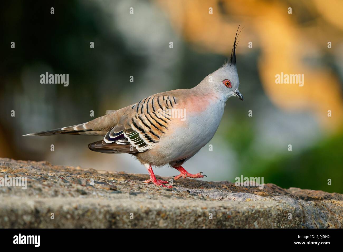 Crested Pigeon (Ocyphaps lophotes) un bel piccione comune dell'Australia. Crested uccello colorato a piedi sul terreno al sole della sera. Foto Stock