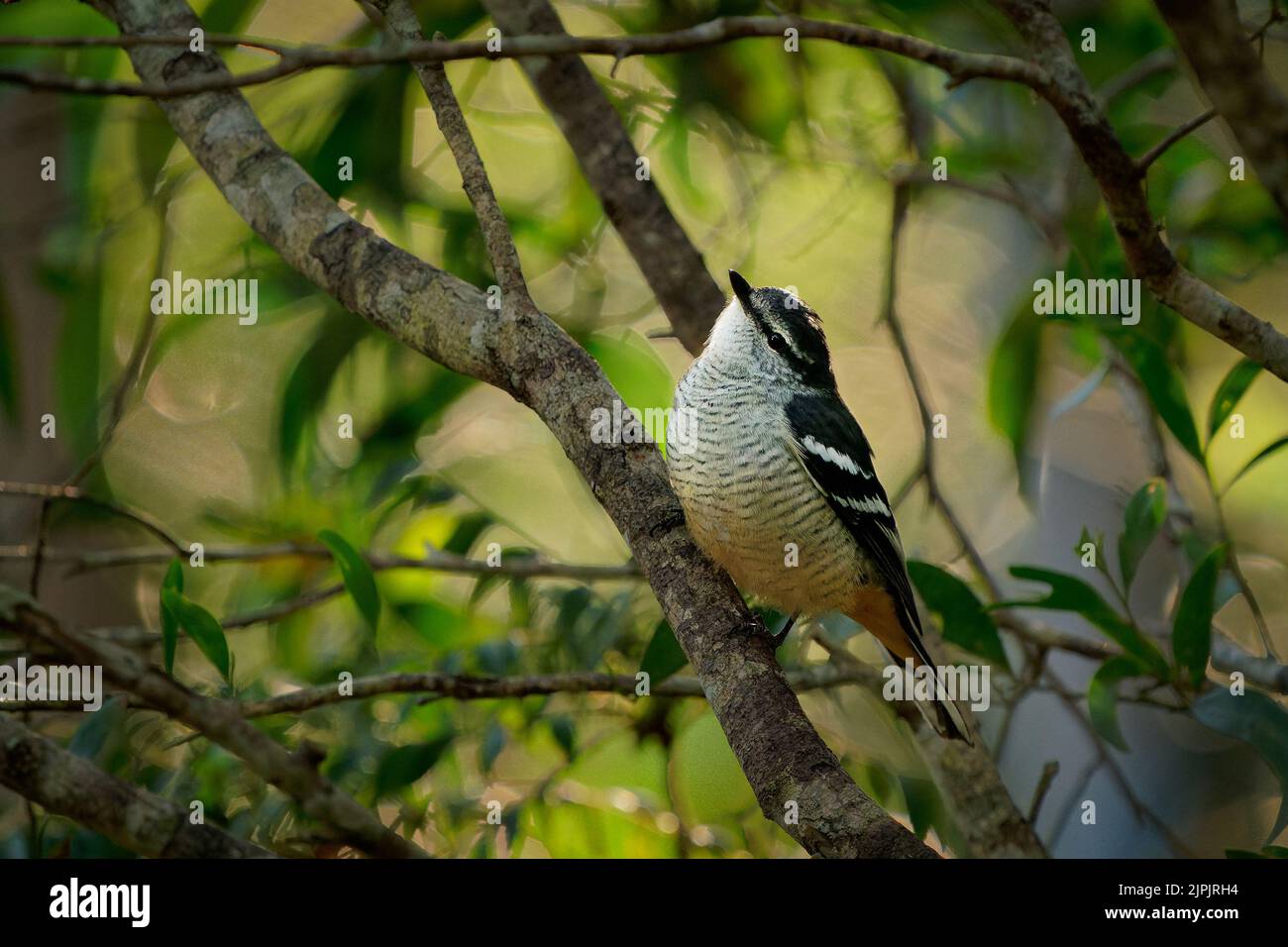 Vario triller (Lalage leucomela) un piccolo uccello australiano bush. Una piccola passera seduta sul ramo in scrub. Foto Stock