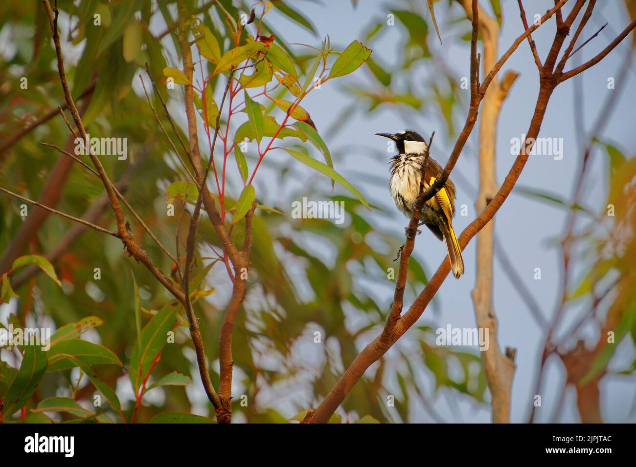 honeyater bianco-cheeked (Phylidonyris niger) un piccolo uccello colorato con l'ambiente circostante. Piccolo nettare della foresta che mangia uccello, bianco, giallo nero Foto Stock