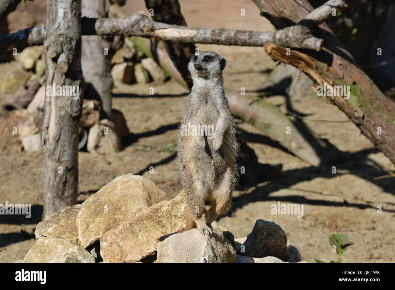 Un meerkat (Suricata suricatta) si trova in una posizione di sguardo fuori nel suo recinto presso lo Zoo di Blackpool. Foto Stock