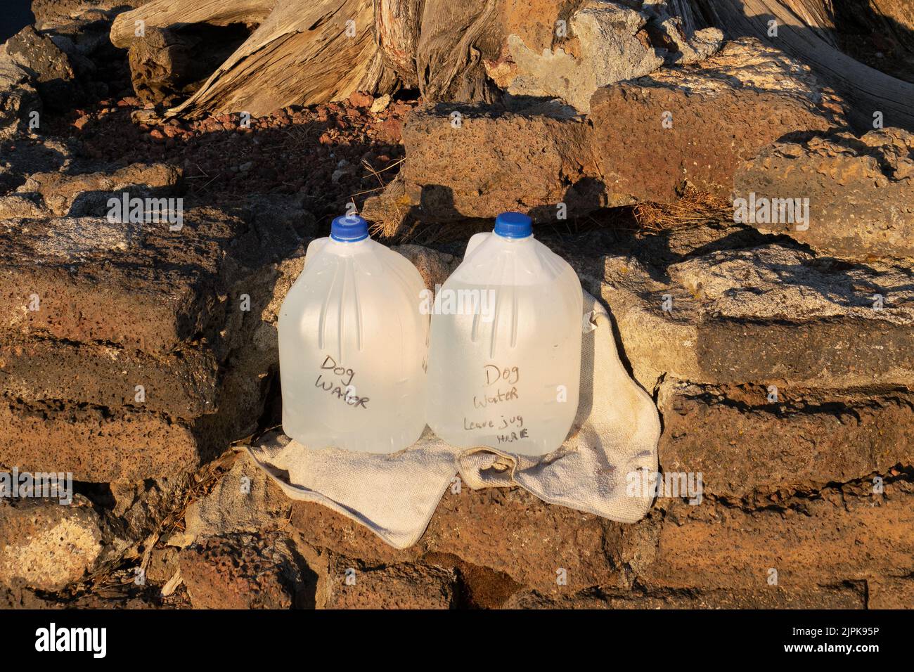 Due brocche di plastica di acqua per cani su un sentiero escursionistico in estate. Foto Stock