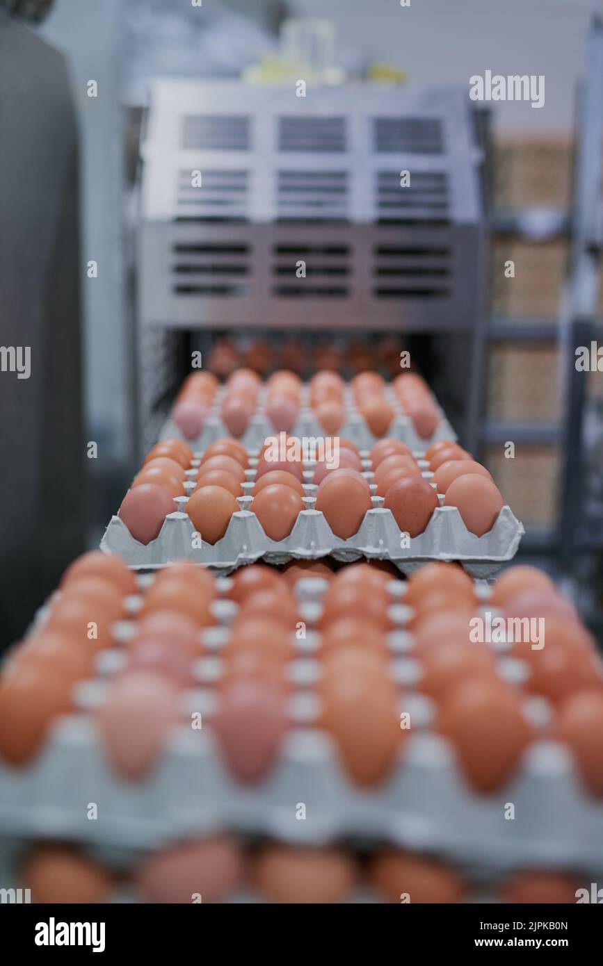 Fresche e pronte per essere imballate. Uova di pollo confezionate che escono da una macchina all'interno di una fabbrica. Foto Stock