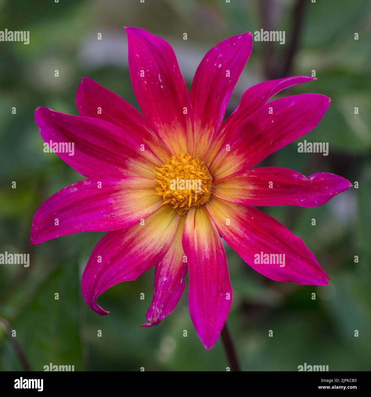 'Occhi luminosi' Dahlia a fiore singolo, Enkelblommig dahlia (Dahlia x Hortensis) Foto Stock