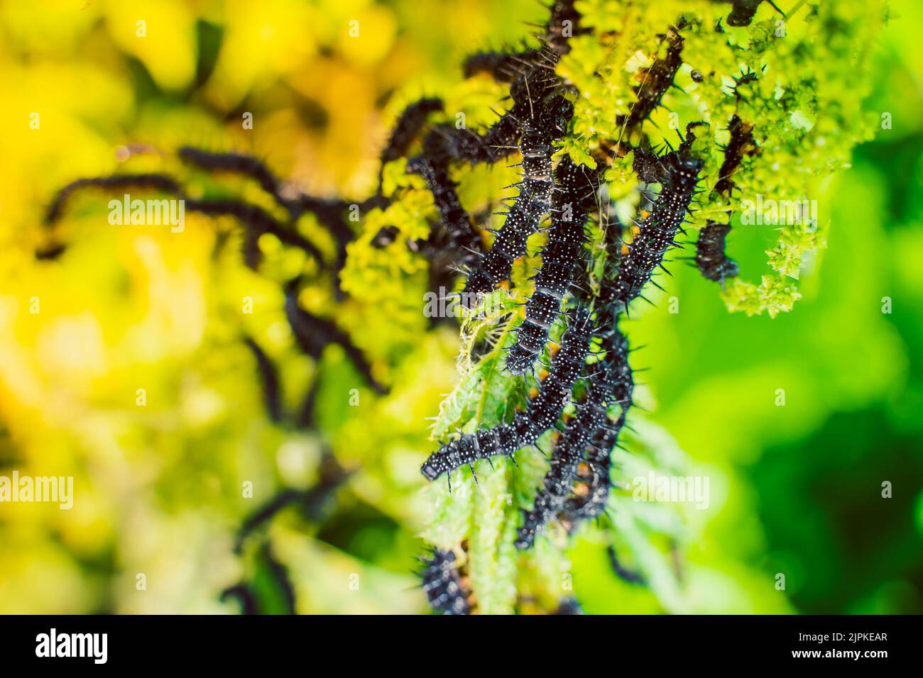 Molti cerchietti neri della farfalla di pavone sulle ortiche da vicino, sfondo sfocato. Un bruco nero con punte e punti bianchi mangia l Foto Stock