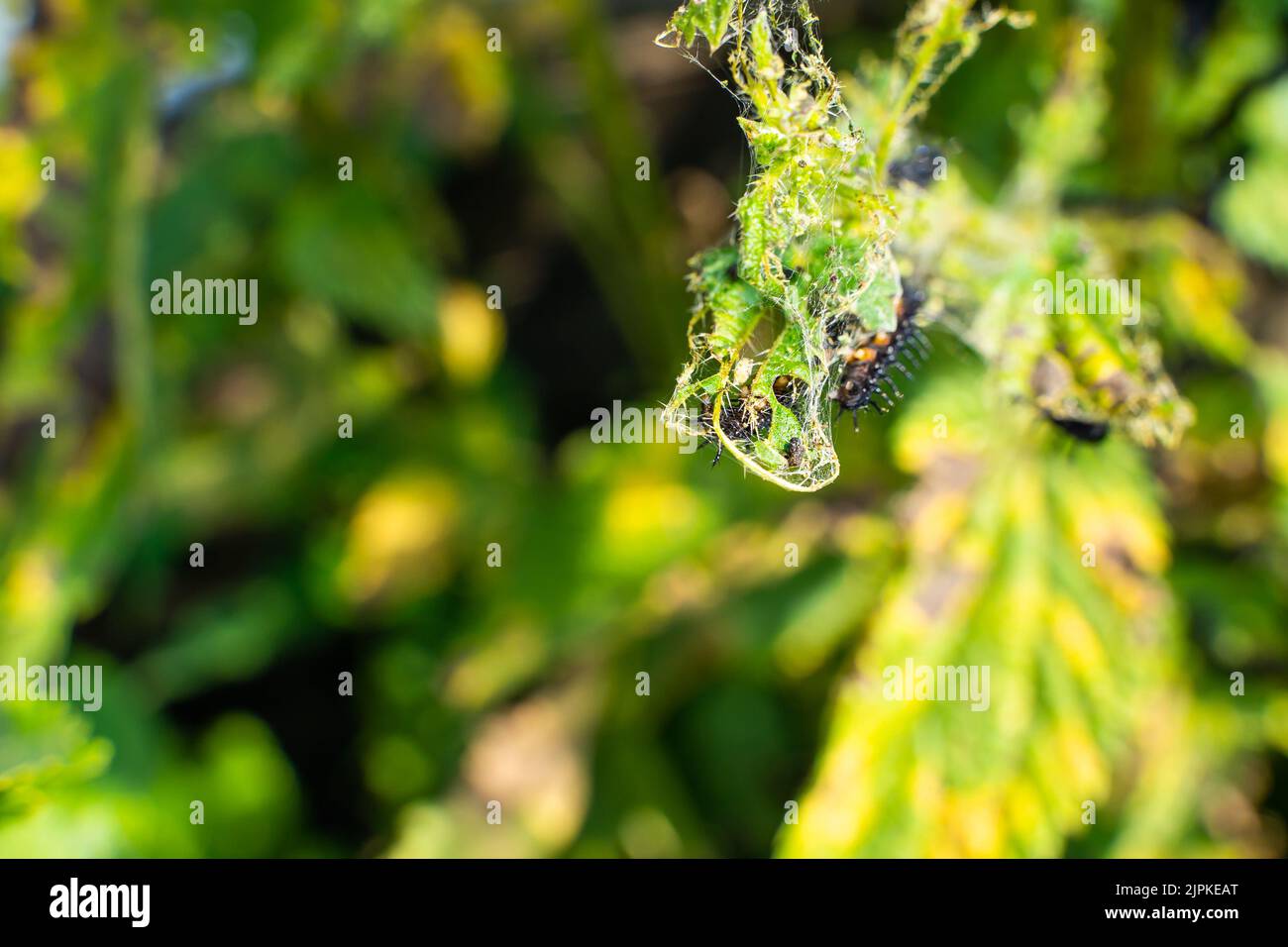 Filo di seta su una foglia di ortica divorata dopo un bruco di una farfalla di pavone primo piano Foto Stock