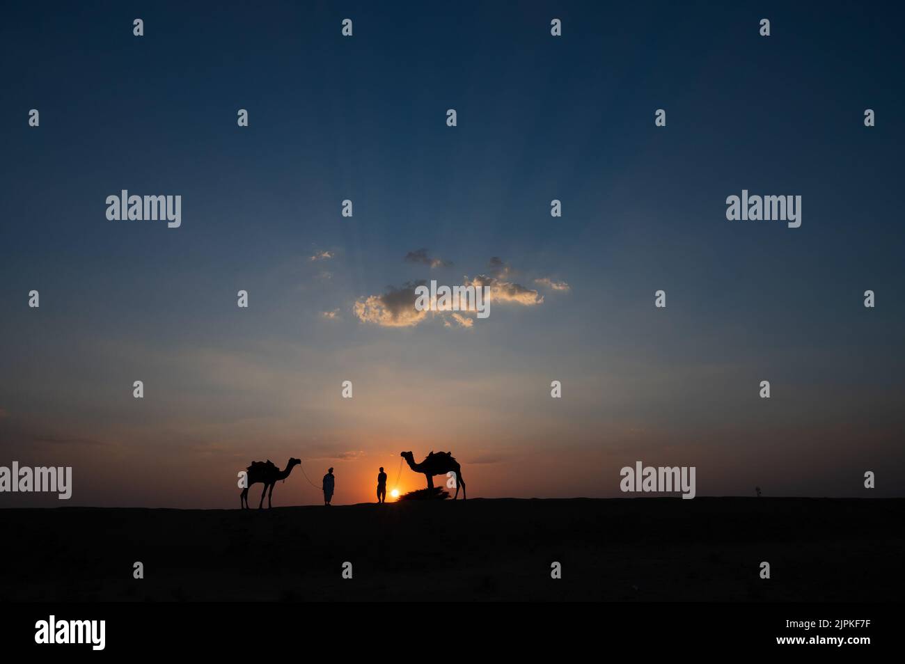 Silhouette di due cammelli e loro cammelli a dune di sabbia del deserto di Thar, Rajasthan, India. Nuvola con sole tramontato, cielo sullo sfondo. Foto Stock