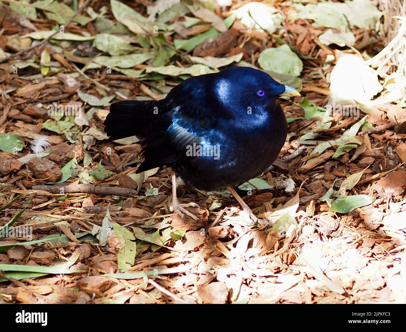 Squisita e vivace satin Bowerbird maschile con brillante piumaggio blu mezzanotte lucido. Foto Stock