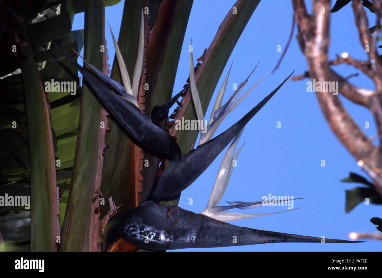 Fiori di Giant White Bird-of-Paradise anche conosciuto come Wild Banana [Strelitzia nicolai]. Foto Stock