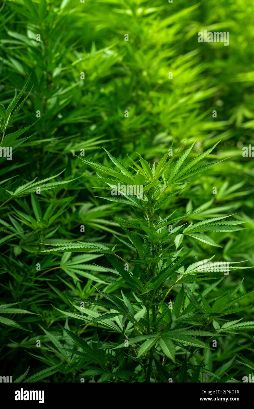 un campo di cannabis in una fattoria durante un pomeriggio di sole Foto Stock