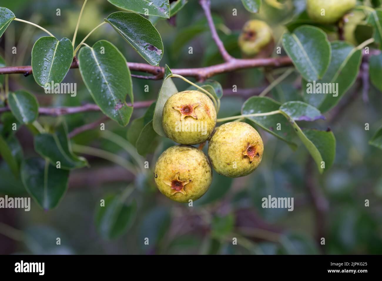 Pyrus pyraster, frutti europei di pere selvatiche in primo piano di ramificazione fuoco selettivo Foto Stock