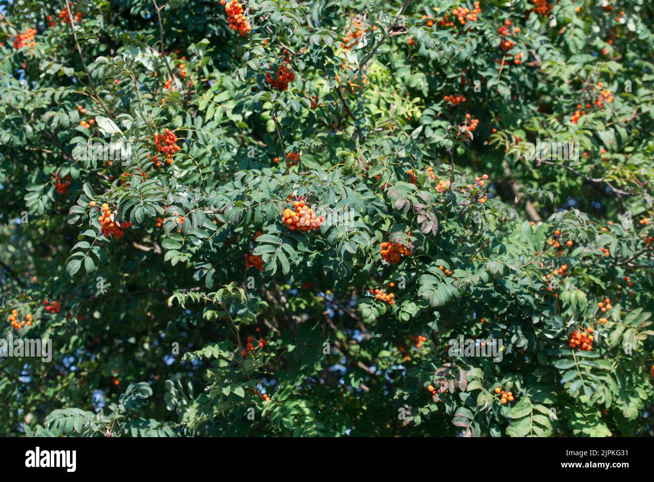 Sorbus aucuparia, bacche di rowan su fuoco selettivo albero Foto Stock