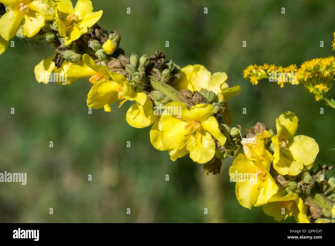 Verbascum thapsus, grande estate mullein giallo fiori primo piano selettivo fuoco Foto Stock