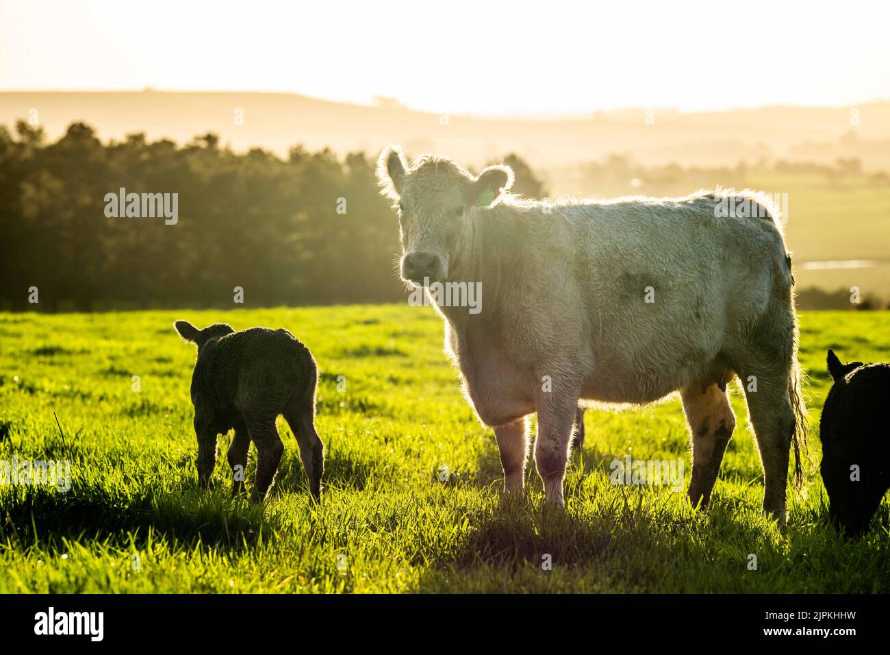 Bovini e mucche di manzo in Australi Foto Stock