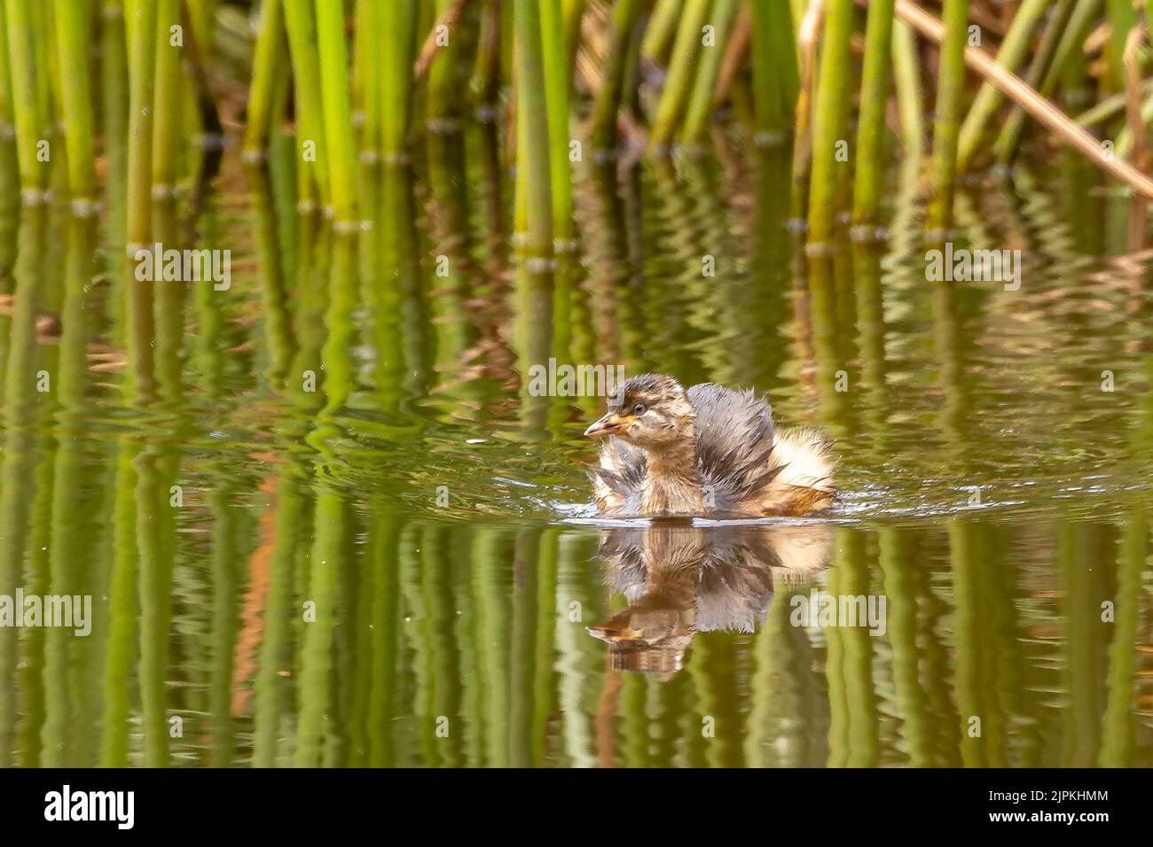 Un giovane corone Australasiano (Tachybaptus novaehollandiae) che si avvicina alla telecamera con un riflesso Foto Stock