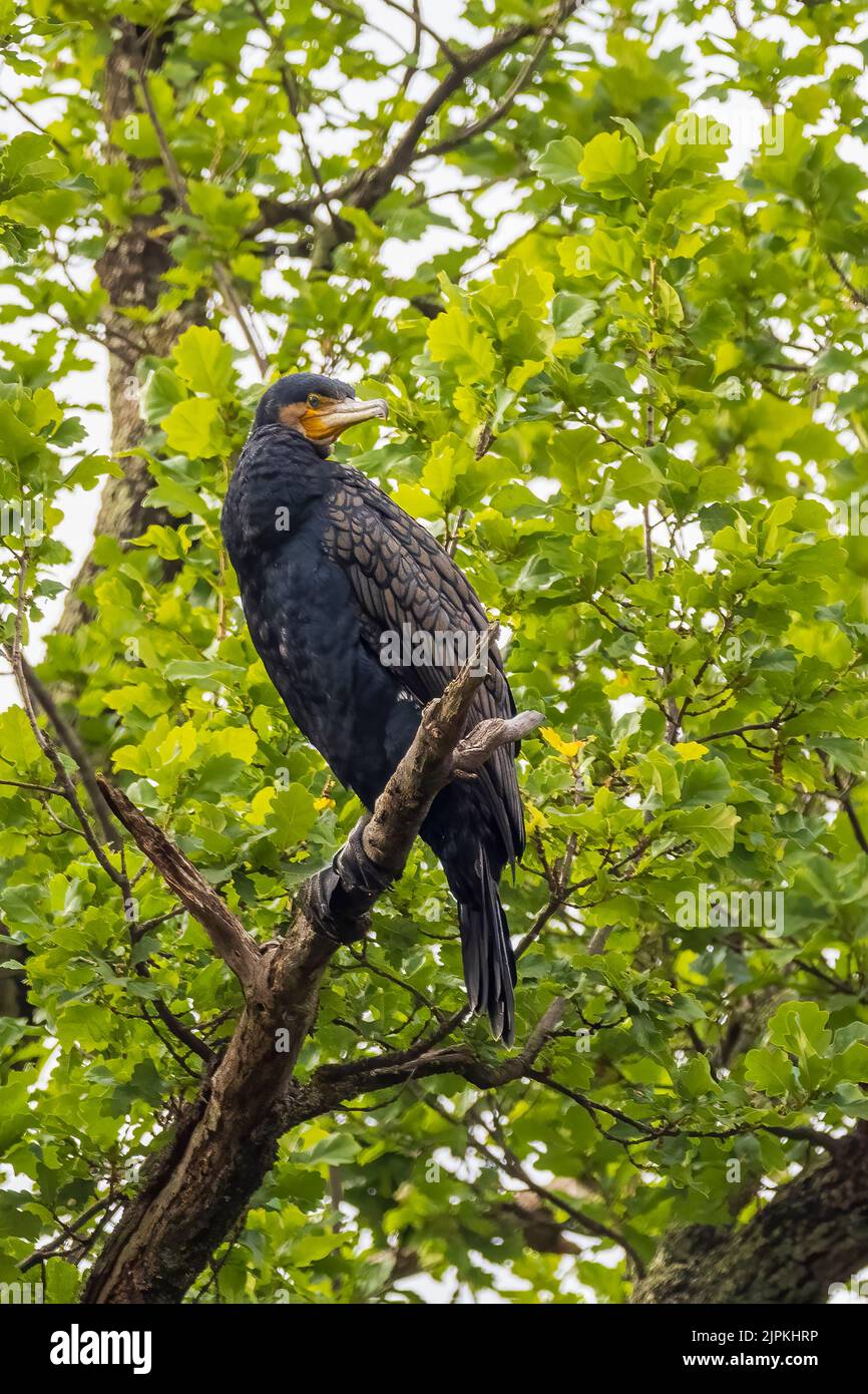 Un grande cormorano (Phalacrocorax carbo) arroccato in alto in un albero Foto Stock