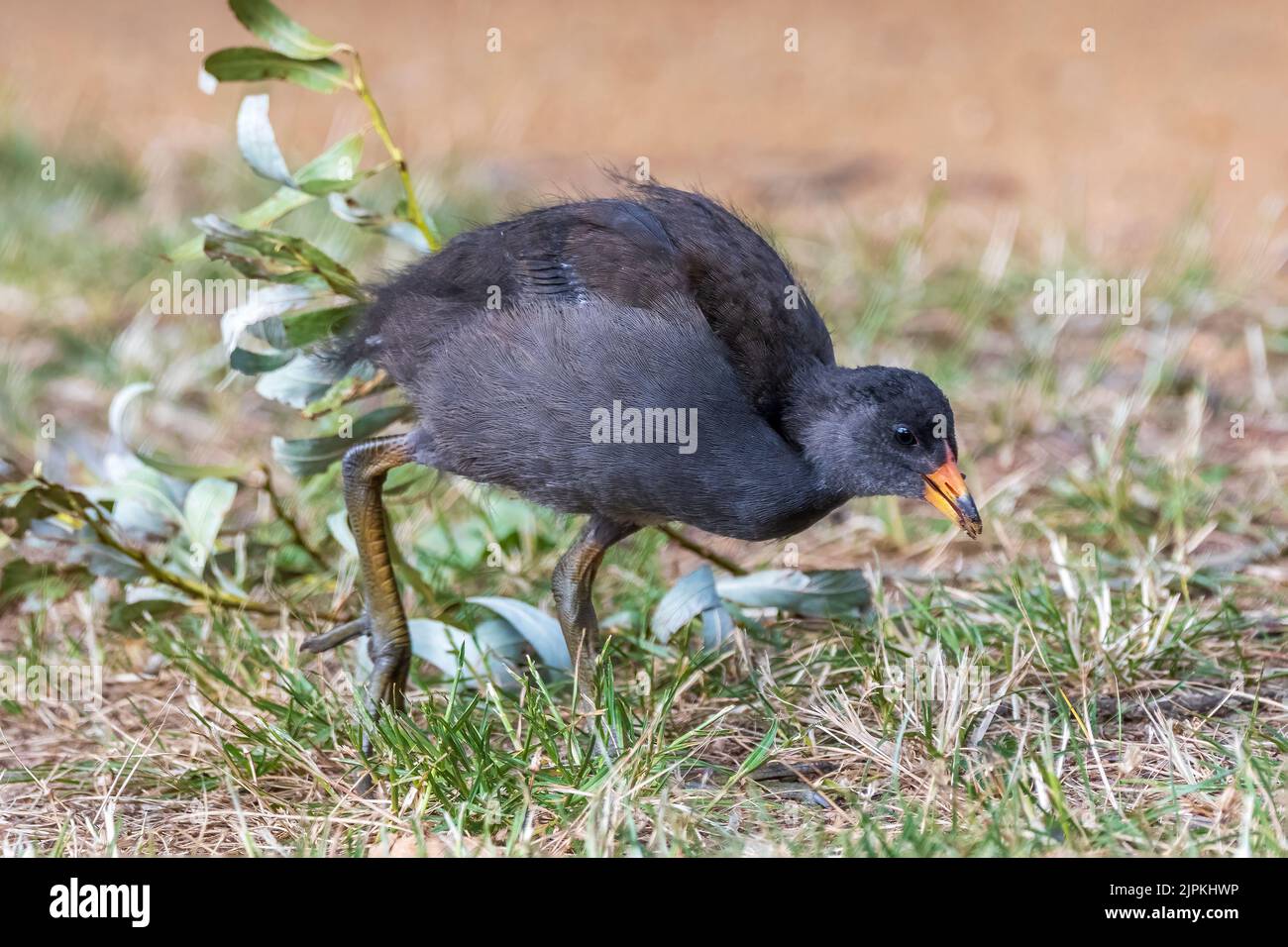 Il Dusky Moorhen (Gallinula tenebrosa) è un uccello d'acqua grigio-nero di medie dimensioni con un sottotcoda bianca Foto Stock