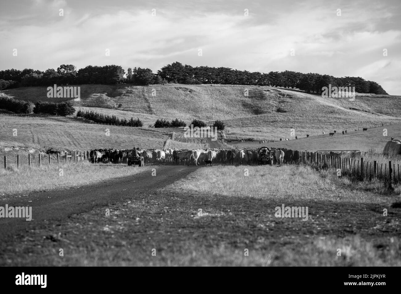 Bovini e mucche di manzo in Australi Foto Stock