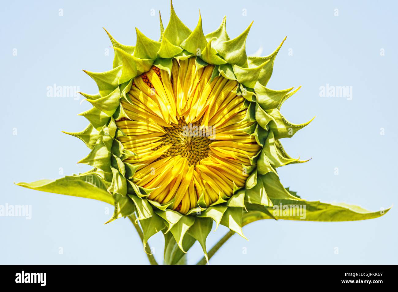 Fiore di girasole inaperto nel giardino contro il cielo. Macro primo piano Foto Stock