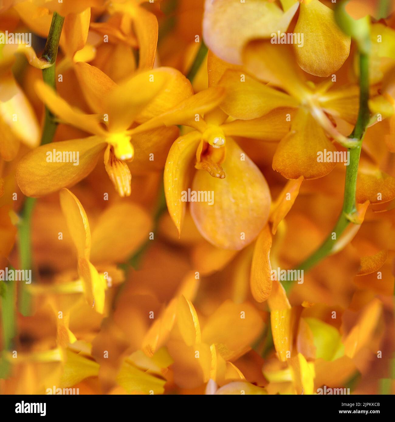 Gli sfondi, foglie e fiori piccoli flowers.Yellow su foglie verdi. Foto Stock