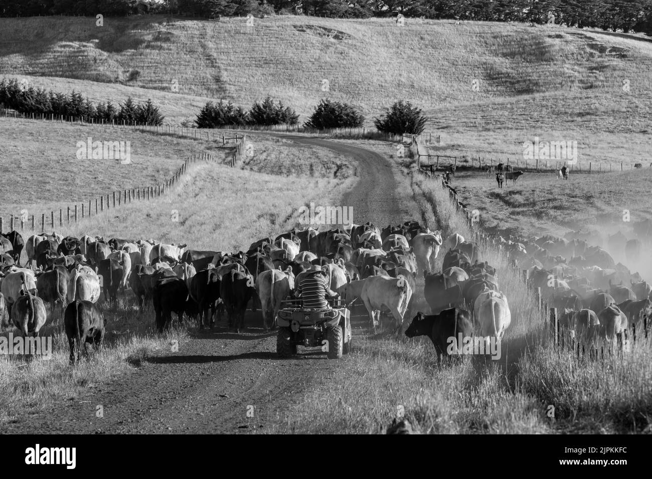 Bovini e mucche di manzo in Australi Foto Stock