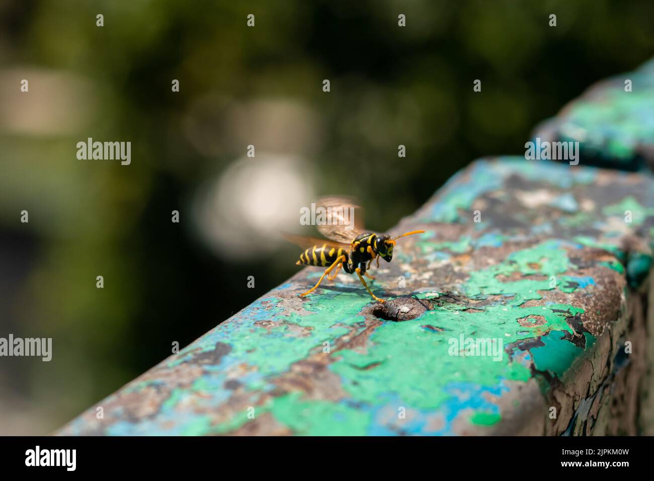 Primo piano WASP. Motivo giallo sul corpo nero della vespa. Sfondo sfocato. Foto Stock