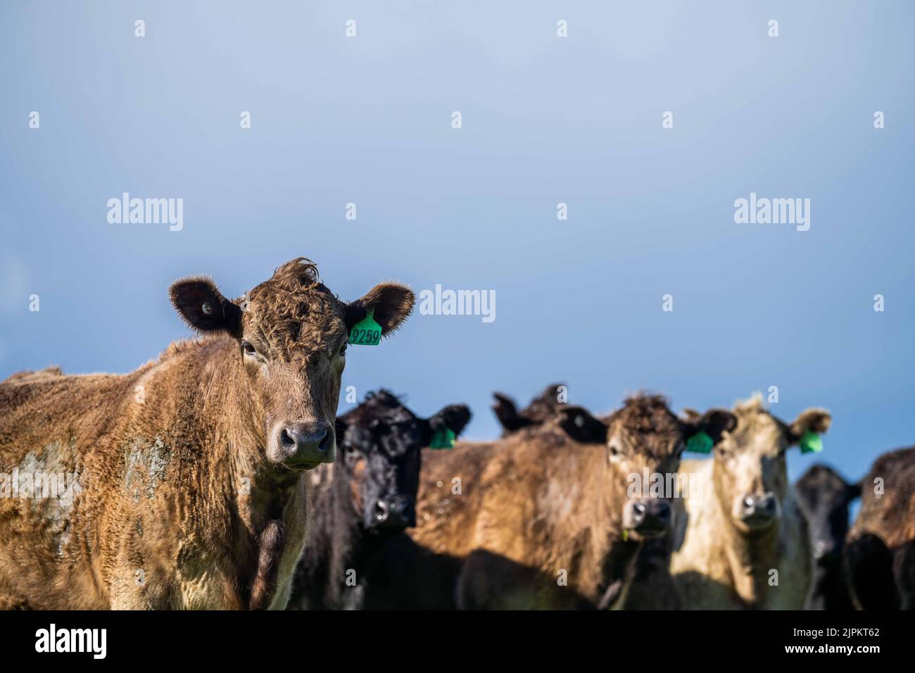 Bovini e mucche di manzo in Australi Foto Stock