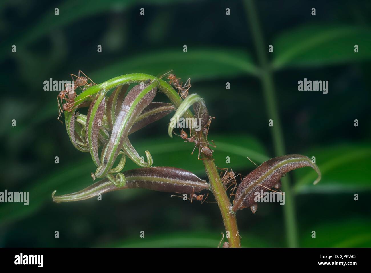scatto vicino del nido delle formiche del foglietto. Foto Stock