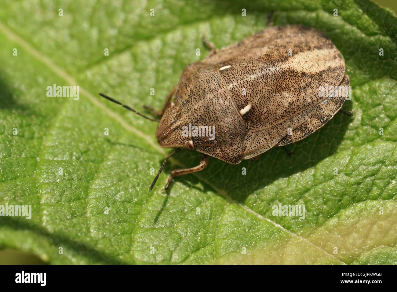 Primo piano dettagliato sul bug europeo della tartaruga, Eurygaster testudinaria, seduto su una foglia verde Foto Stock