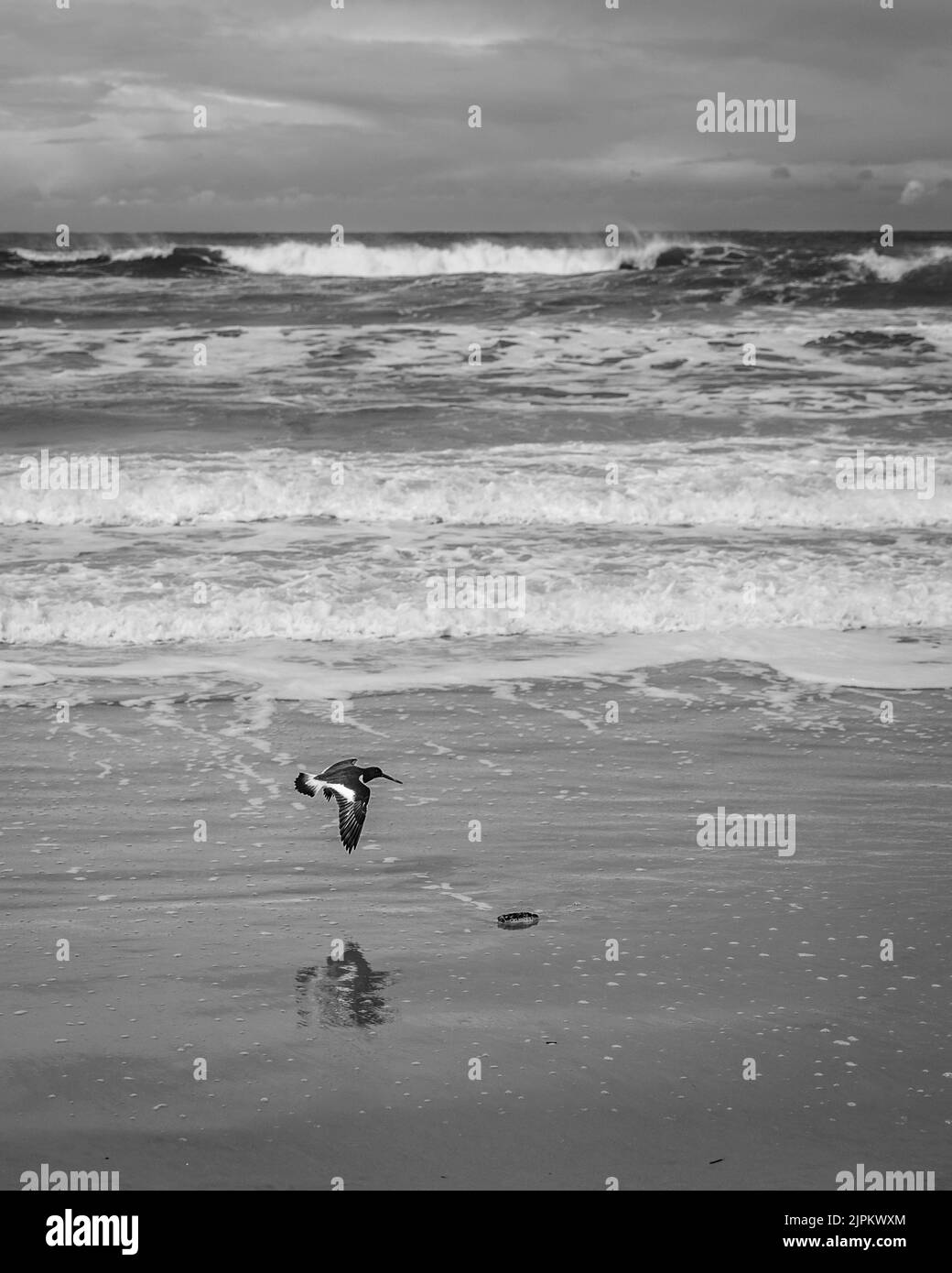 Un colpo verticale di un uccello nero che vola vicino al mare ondulato Foto Stock