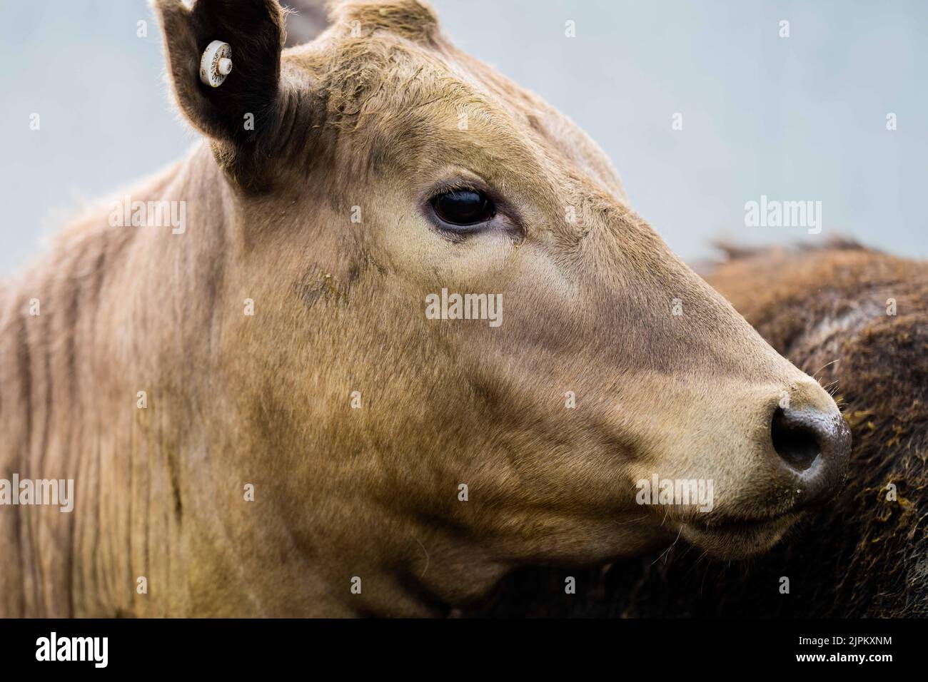 Bovini e mucche di manzo in Australi Foto Stock