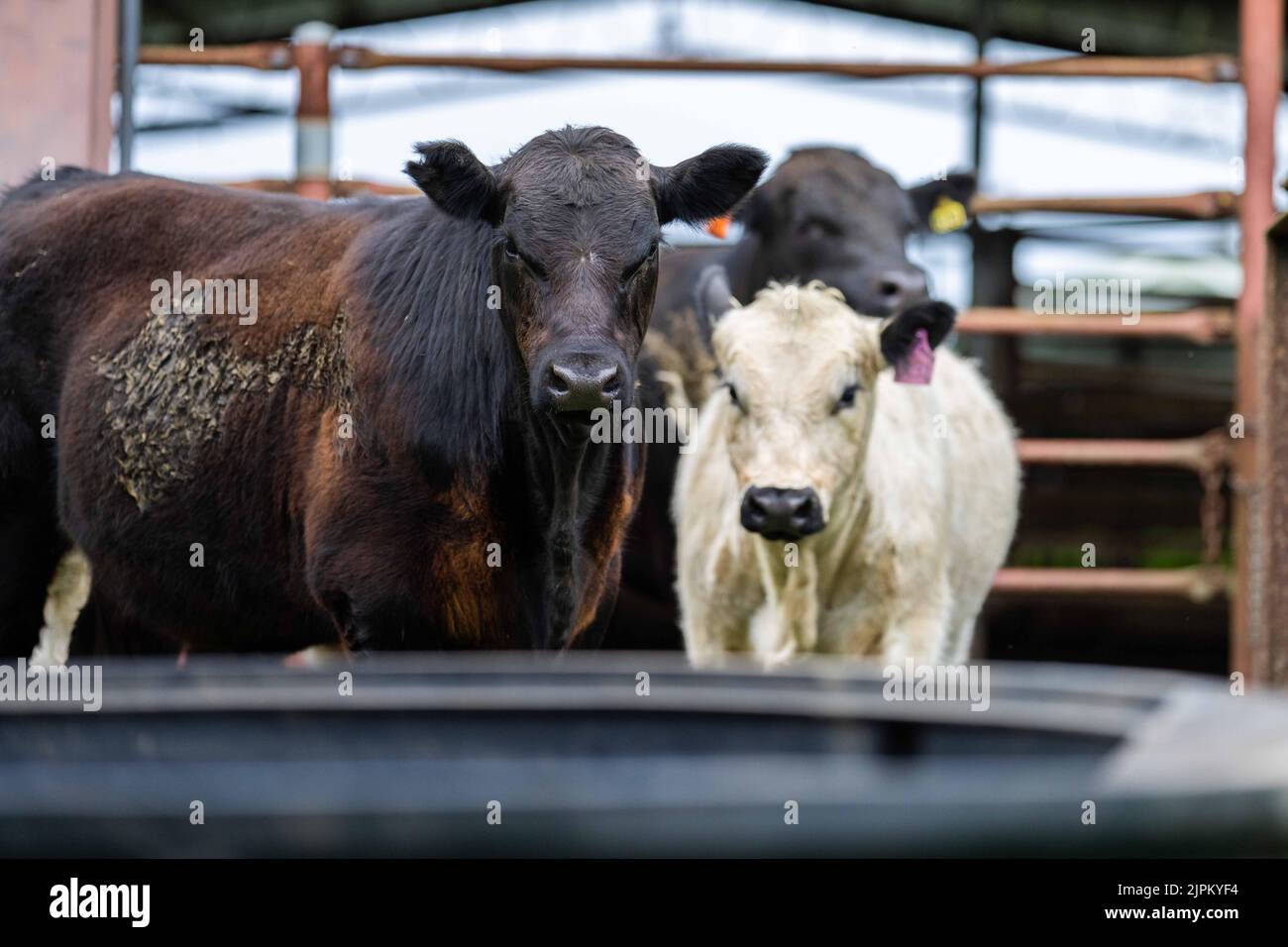 Bovini e mucche di manzo in Australi Foto Stock