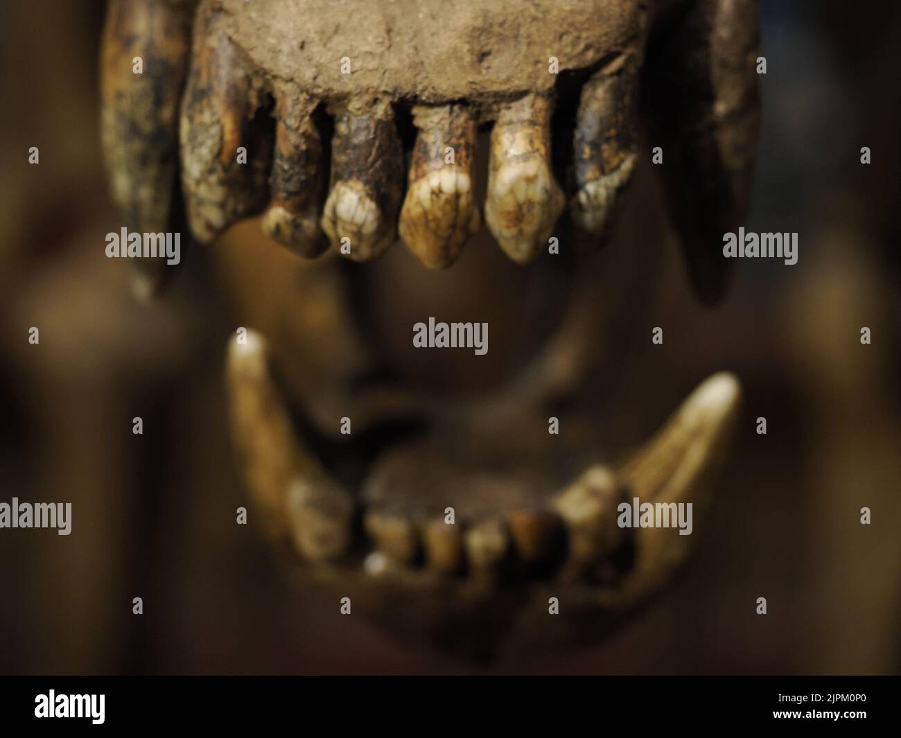 scheletro di orso preistorico ursus ladinicus trovato nelle montagne dolomitiche dettaglio Foto Stock