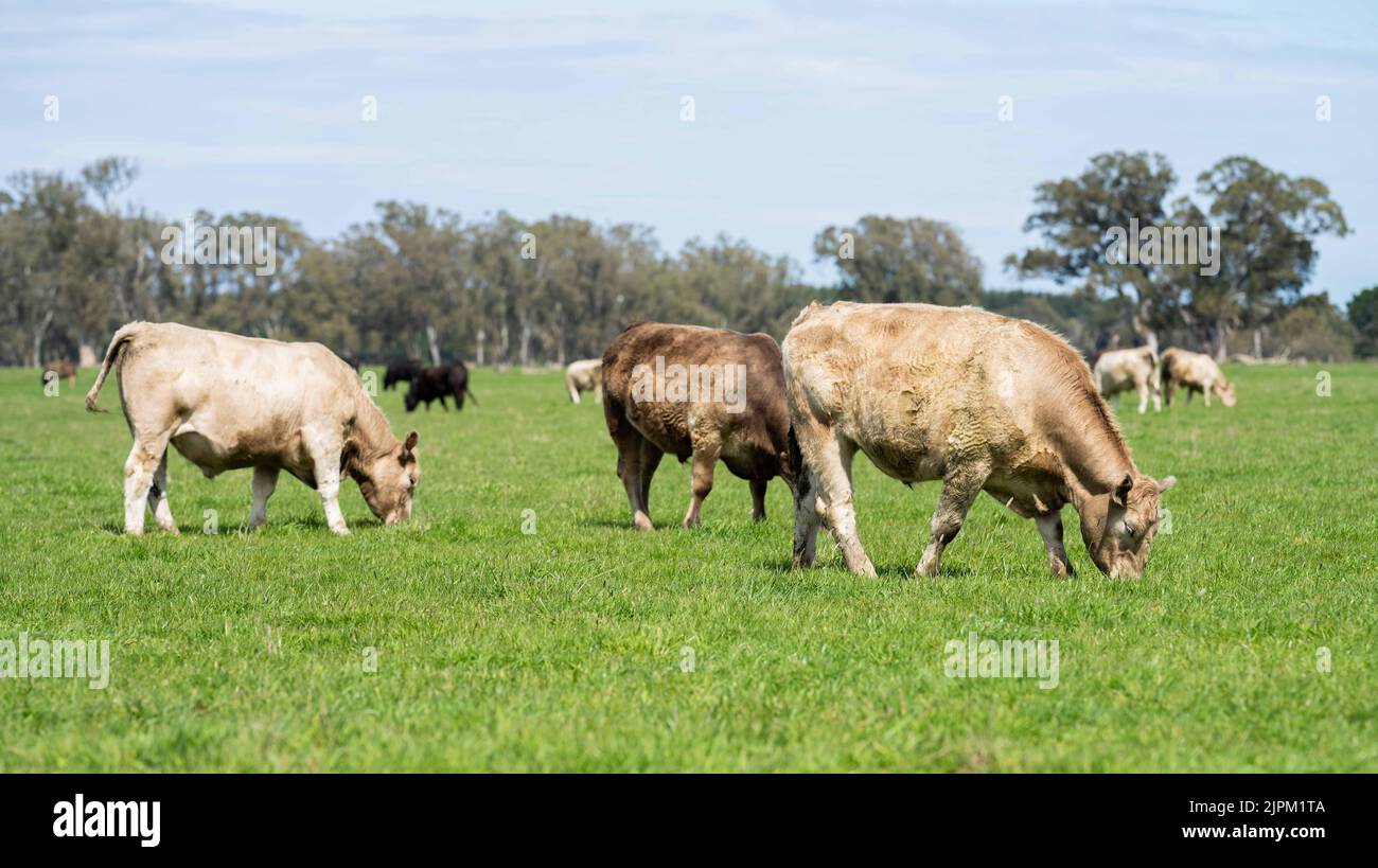 Bovini e mucche di manzo in Australi Foto Stock