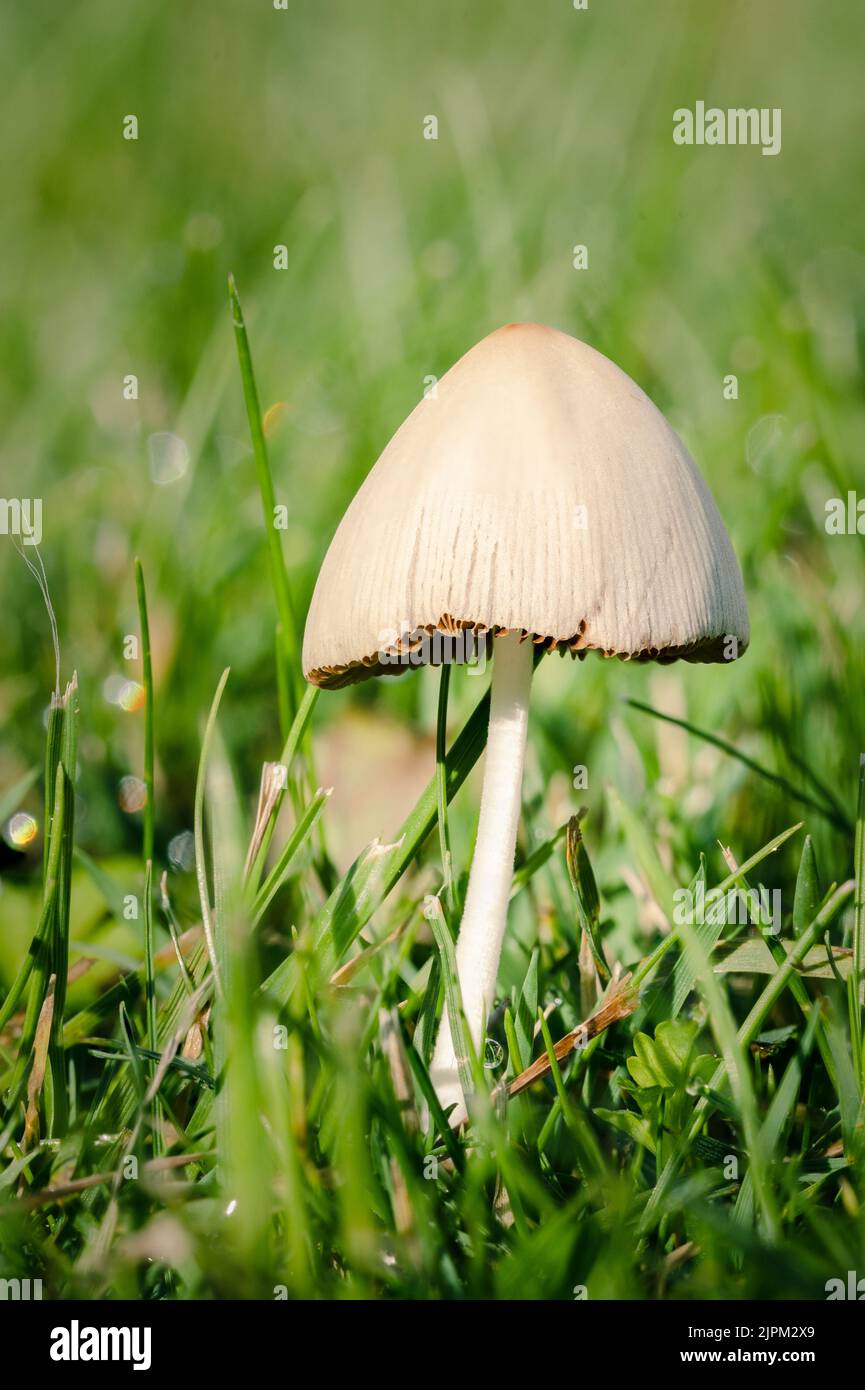 Macro di un scintillante Inkcap in un giardino vicino a Vienna, Austria. Foto Stock