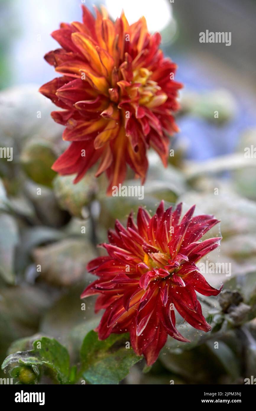 Pesti, acari ragno, su un fiore di Dahlia Foto: Janerik Henriksson / TT / code10010 Foto Stock