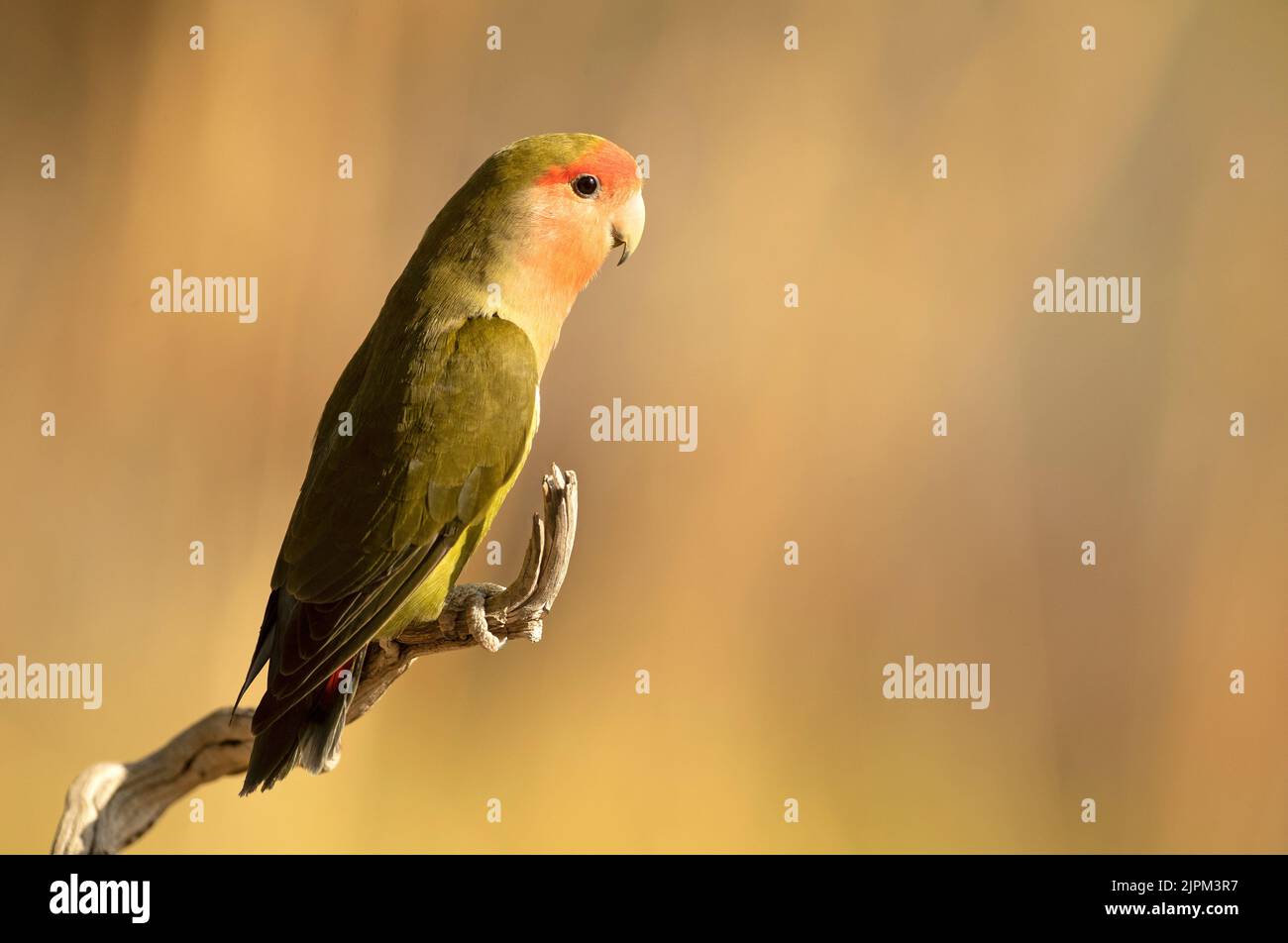 Lovebird a faccia rosea su un persico naturale vicino a un punto d'acqua nella luce della mattina presto Foto Stock