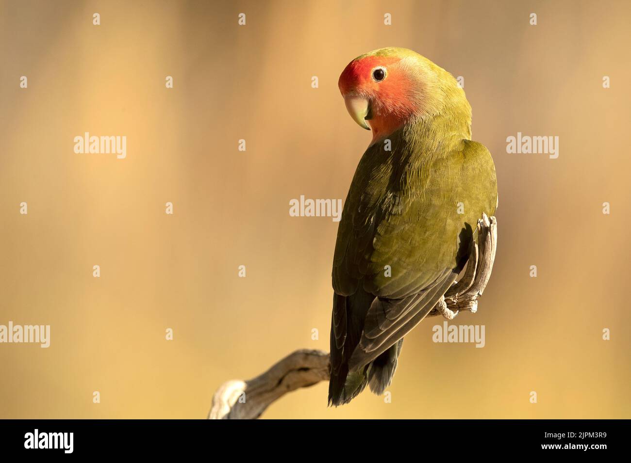 Lovebird a faccia rosea su un persico naturale vicino a un punto d'acqua nella luce della mattina presto Foto Stock