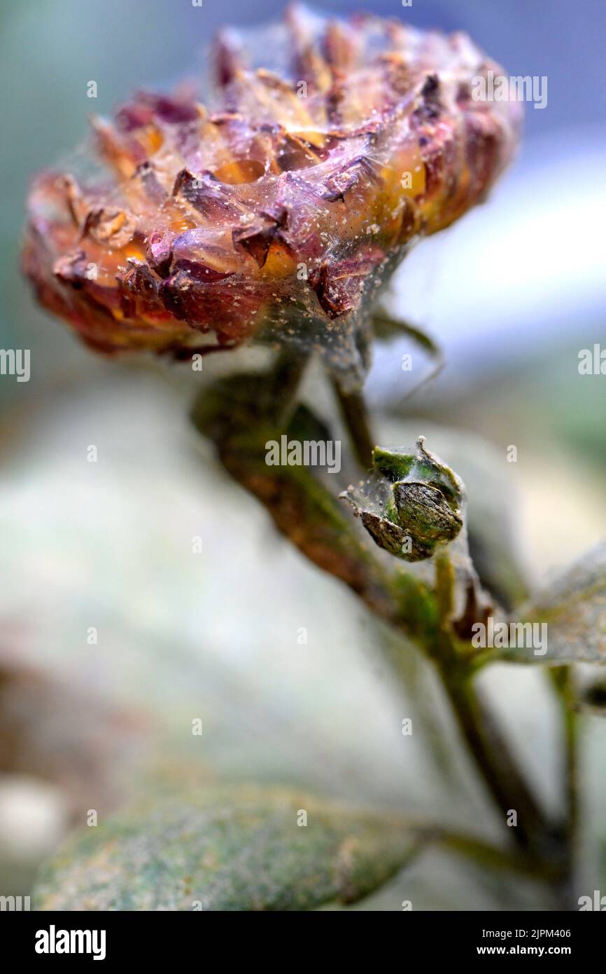 Pesti, acari ragno, su un fiore di Dahlia Foto: Janerik Henriksson / TT / code10010 Foto Stock