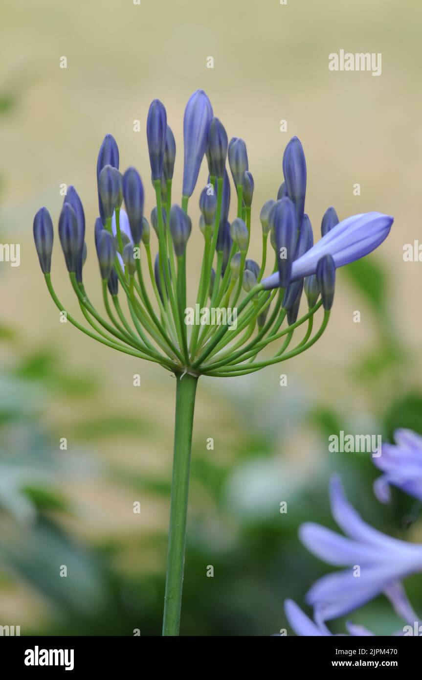 Agapanthus Campanulatus, sfumature di Blu e Lilac Foto Stock