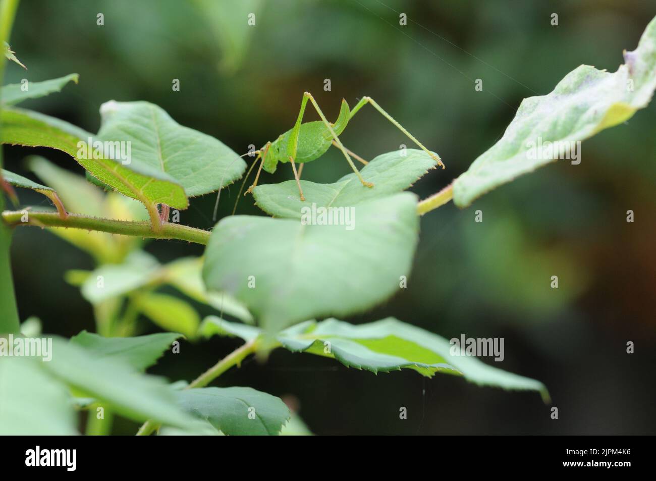 Macro foto di un cricket verde. Colore verde brillante Insect. Intersezione di salto. Foto Stock