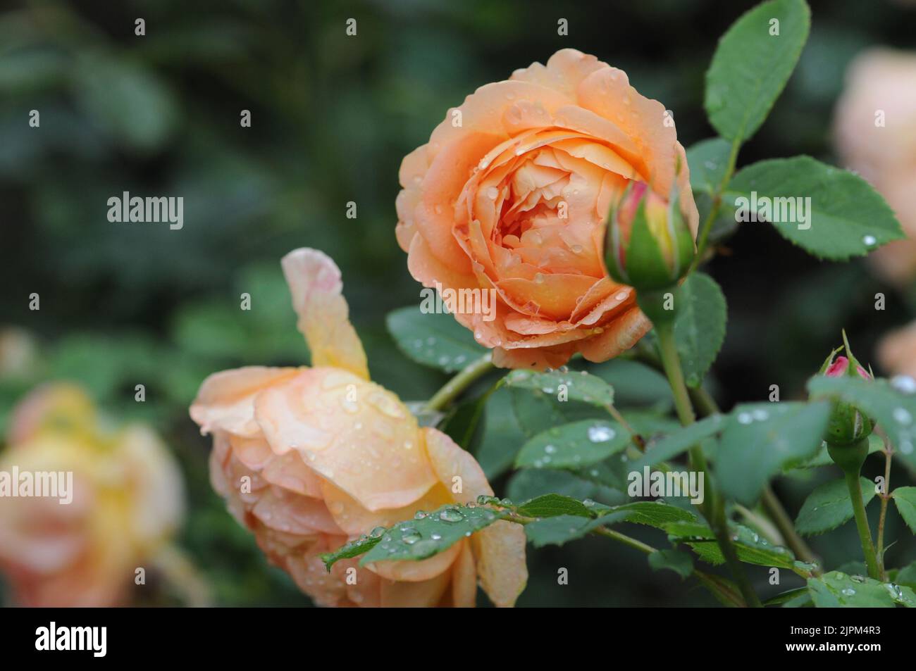 Signora di Shallot Rosa. Arancio ripetizione fioritura David Austin Foto Stock