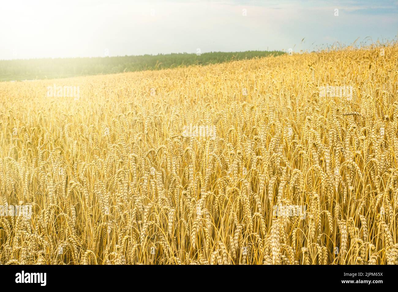 grano campo ucraino grano esportazioni Foto Stock