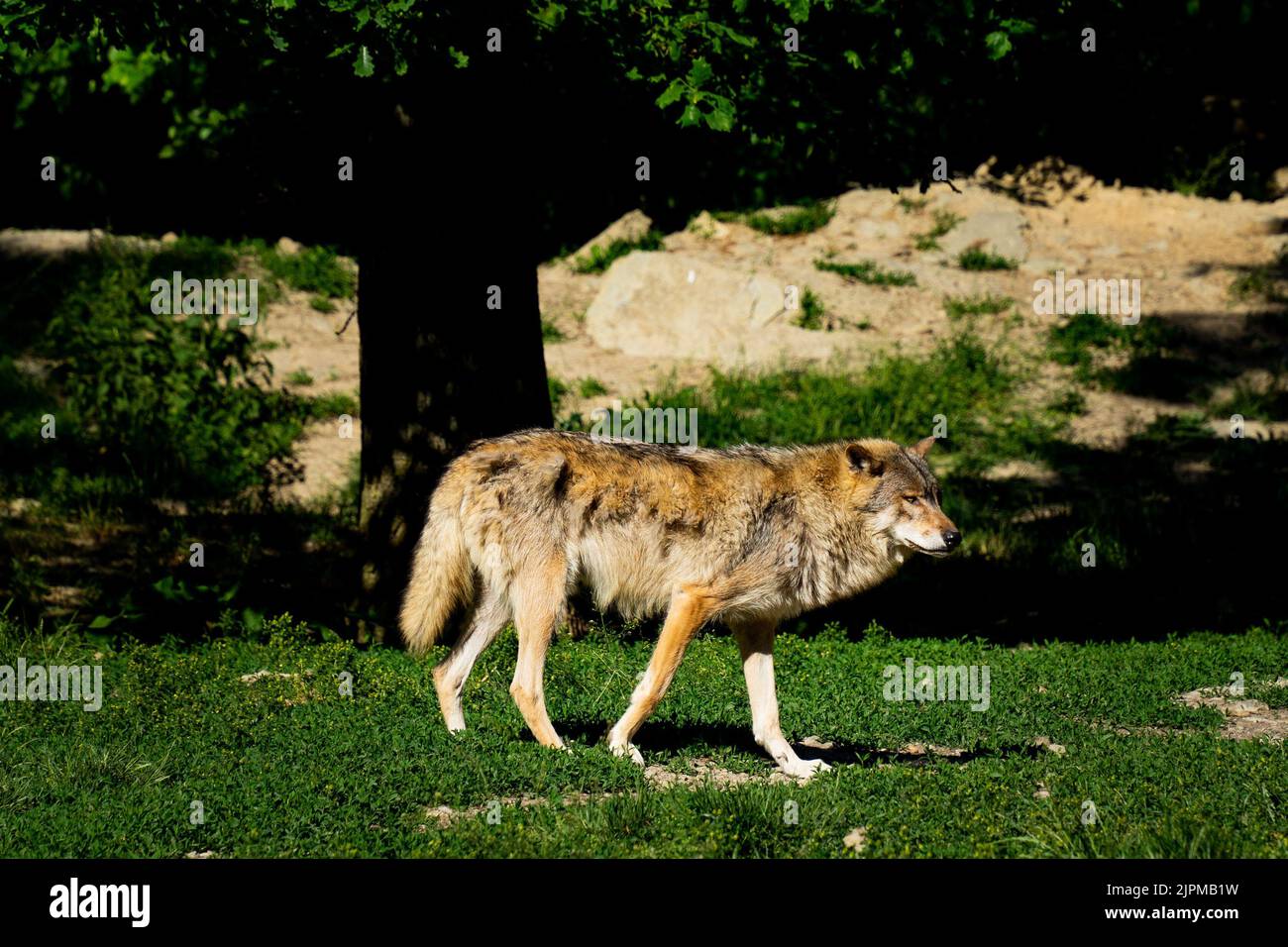 Un lupo solitario (Canis lupus) che cammina nella foresta Foto Stock