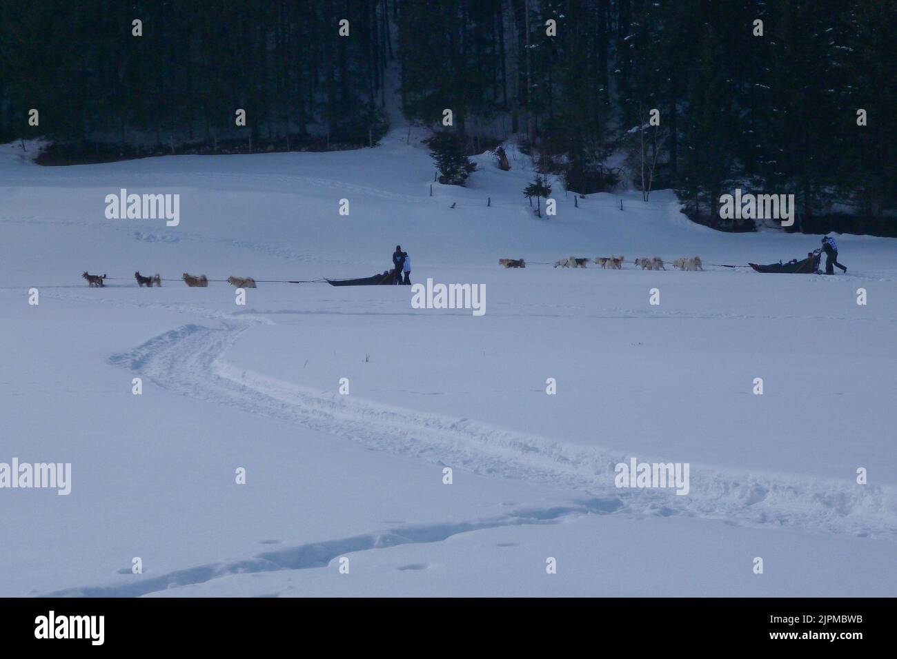 Una spedizione di slitta trainata da cani in inverno nella comune di Chapelle-des-Bois, Francia Foto Stock