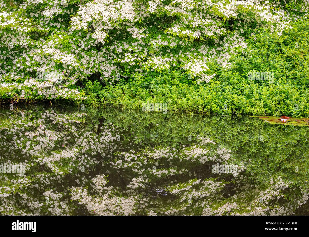 Le magnolie si riflettono nel lago nella RHS Rosemoor Garden, Great Torrington, Devon, UK. Foto Stock