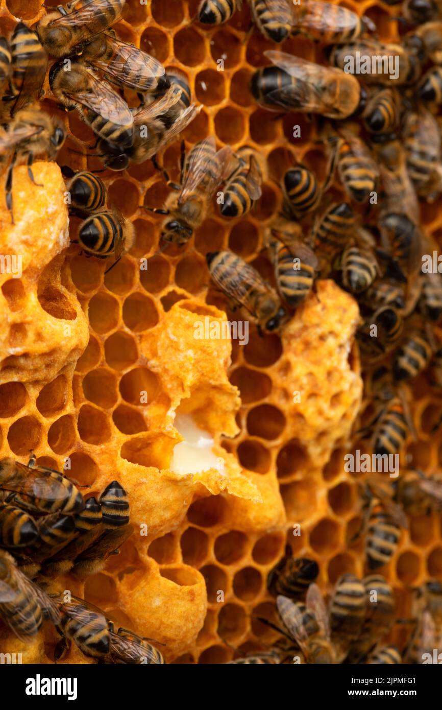 Gelatina reale nella gelatina reale. Le api lavorano accanto alla larva della regina ape. Ape e nido d'ape. Messa a fuoco selettiva per primo piano. Foto Stock