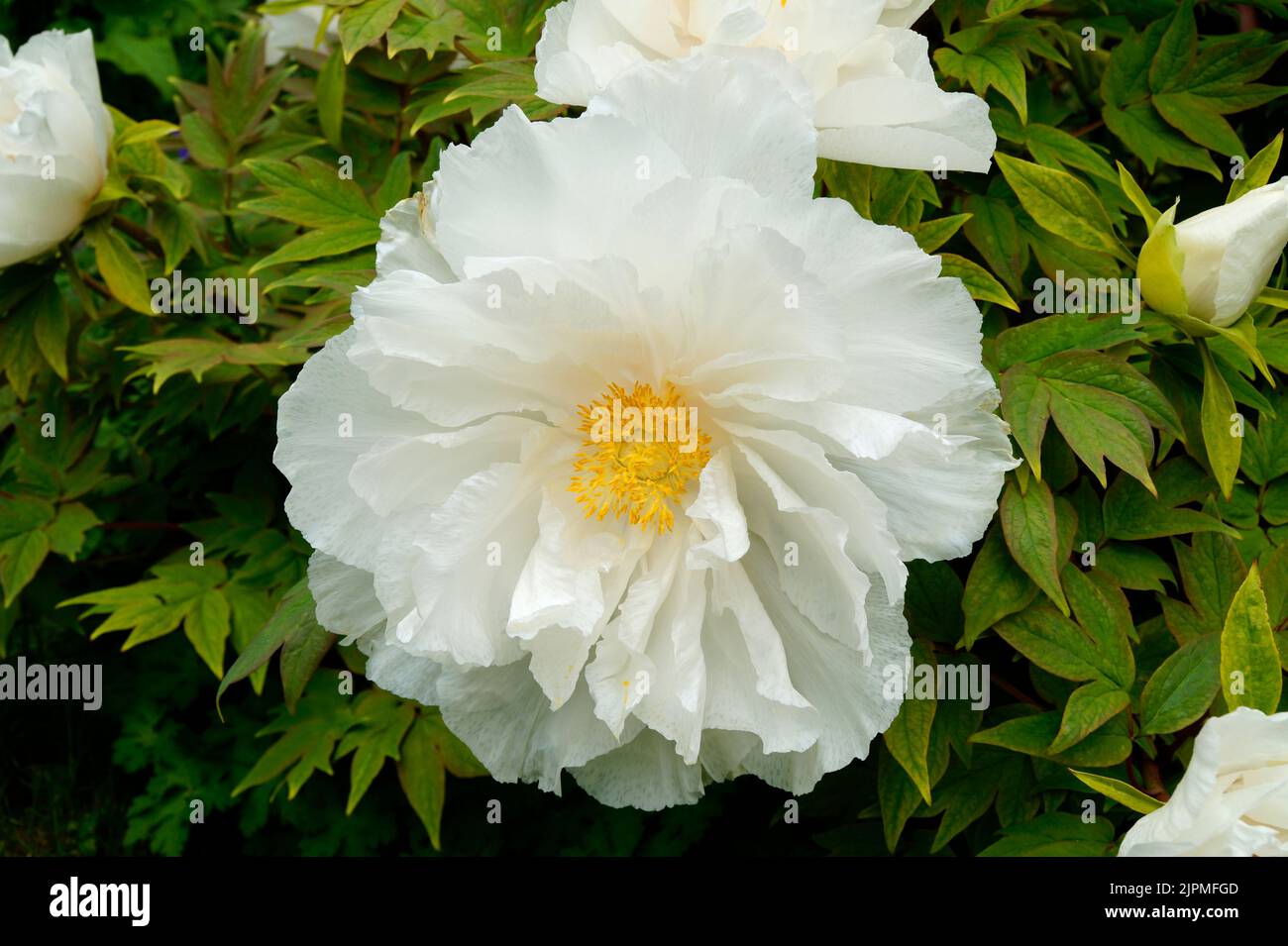 una splendida e enorme peonia bianca con un morbido centro giallo Foto Stock